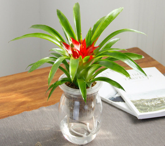 探寻宁波江北植物租摆公司,开启绿色办公之旅!